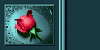 Rose on Teal