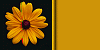 Daisy on Black