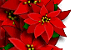 Poinsettas